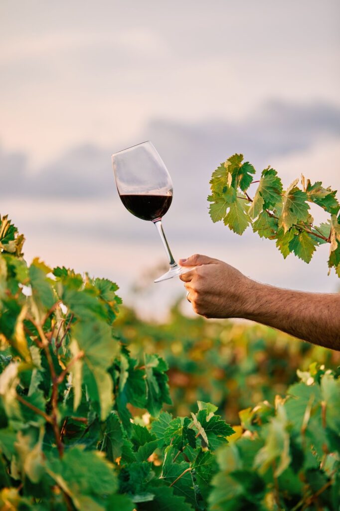 Man holding a glass of wine in the vineyard